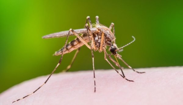 mosquito virus Presidio Pest Management