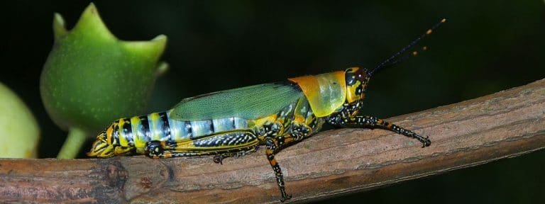 Presidio Pest Management