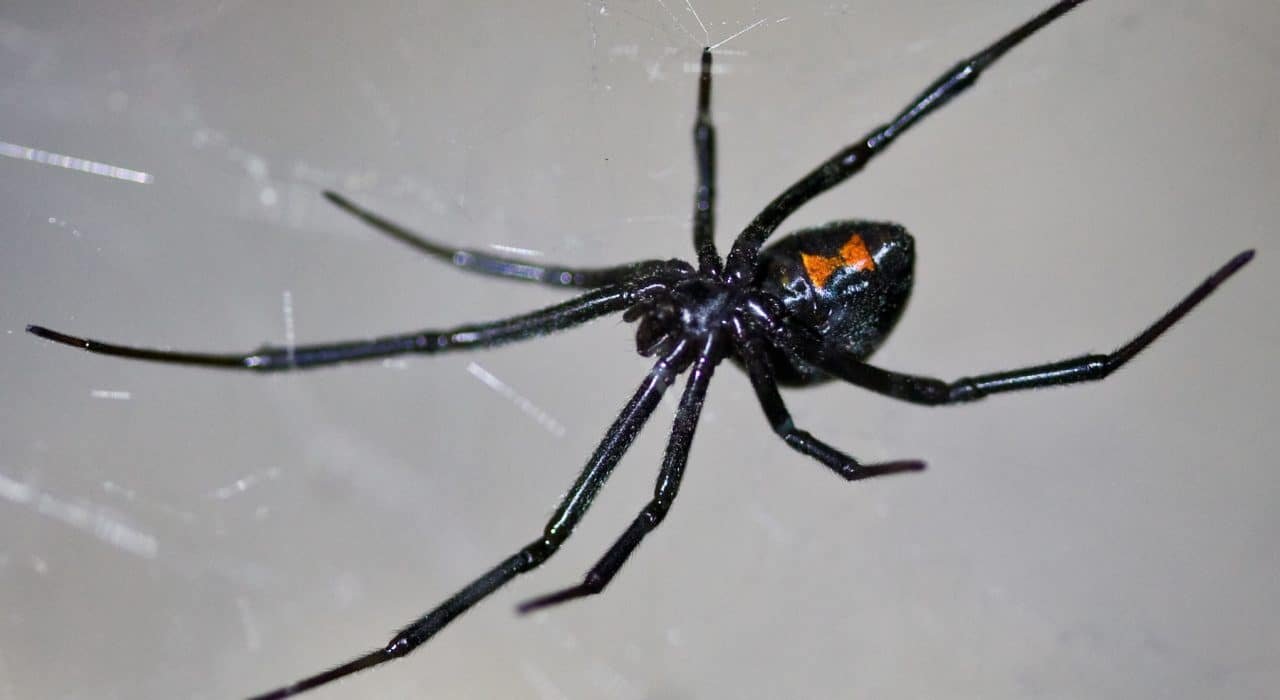 Black Widow Spider Presidio Pest Management