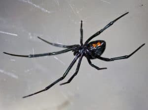 Black Widow Spider Presidio Pest Management