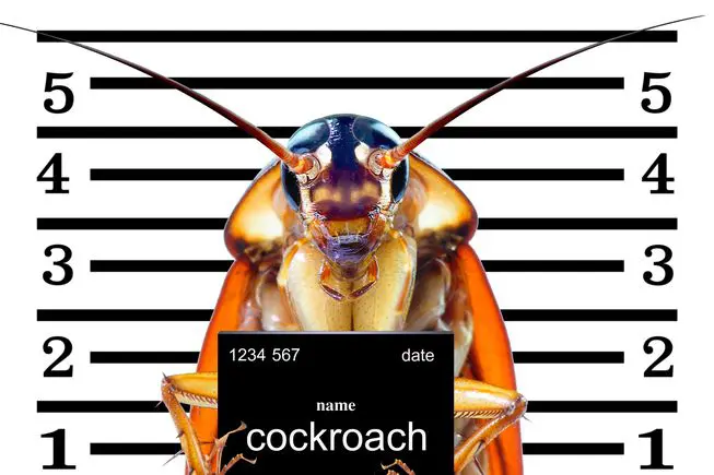 bug ID Presidio Pest Management