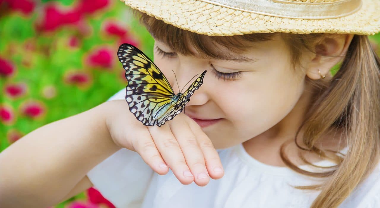Presidio Pest Management butterflies
