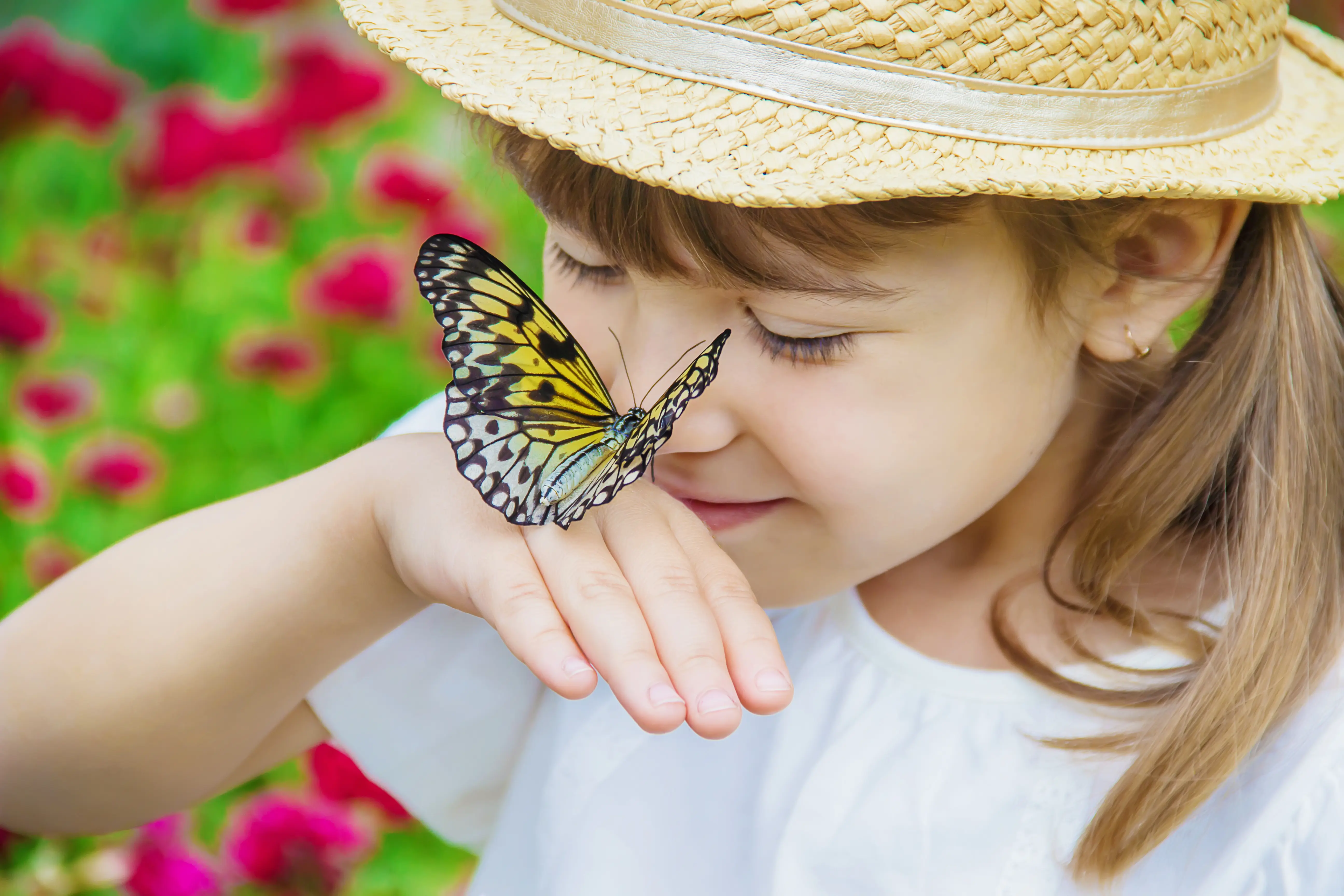 Presidio Pest Management butterflies