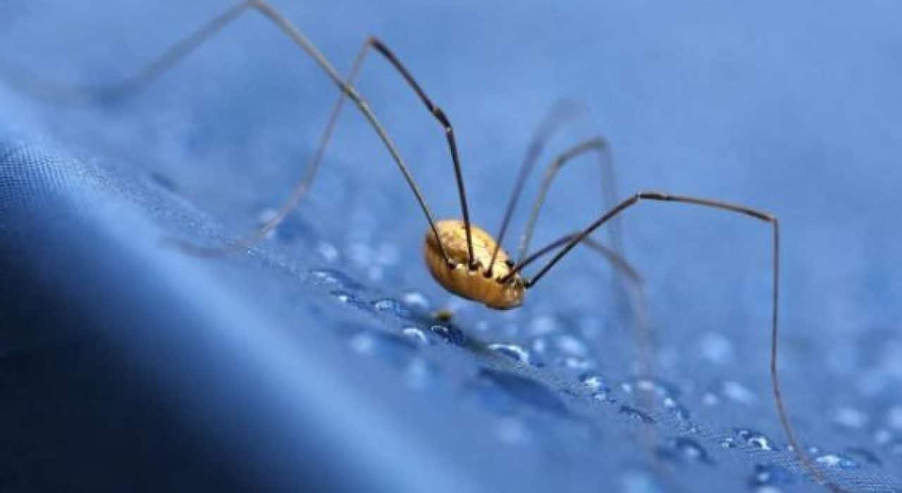 spiders hiding spots Presidio Pest Management