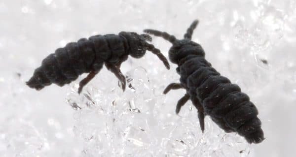 snow fleas Presidio Pest Management
