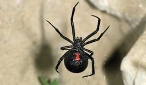 black widow Presidio Pest Management