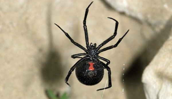 black widow Presidio Pest Management