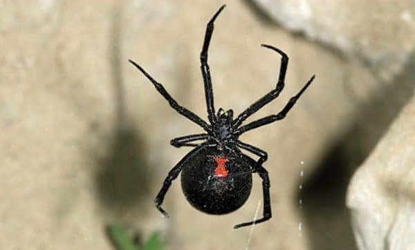 black widow Presidio Pest Management