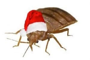Bed Bug Holidays Presidio Pest Management