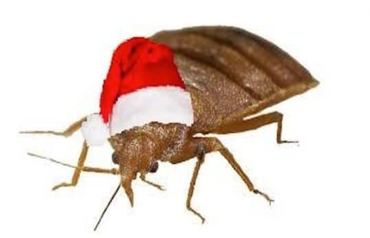 Bed Bug Holidays Presidio Pest Management