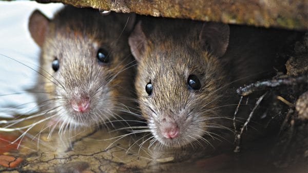rodents-mice-rats- Presidio Pest Management