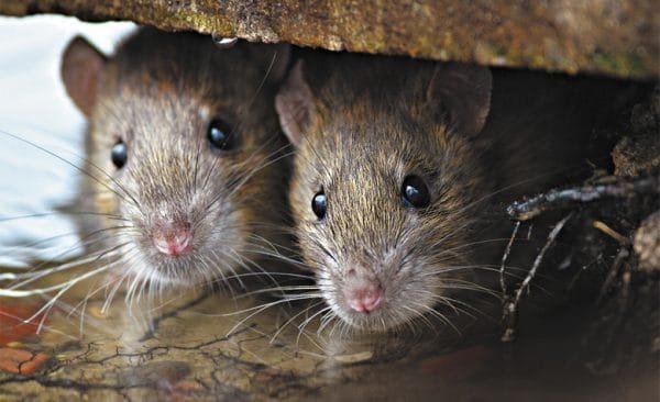 rodents-mice-rats- Presidio Pest Management