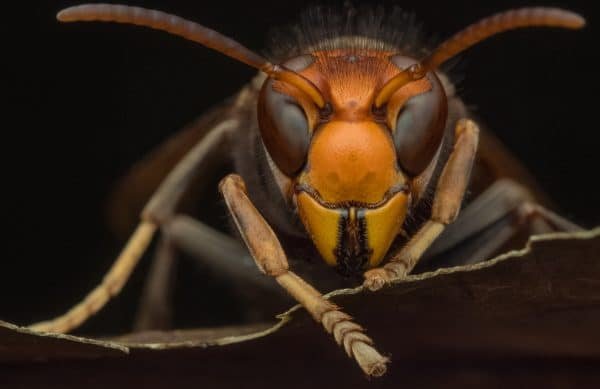 Murder Hornets - Presidio Pest Management