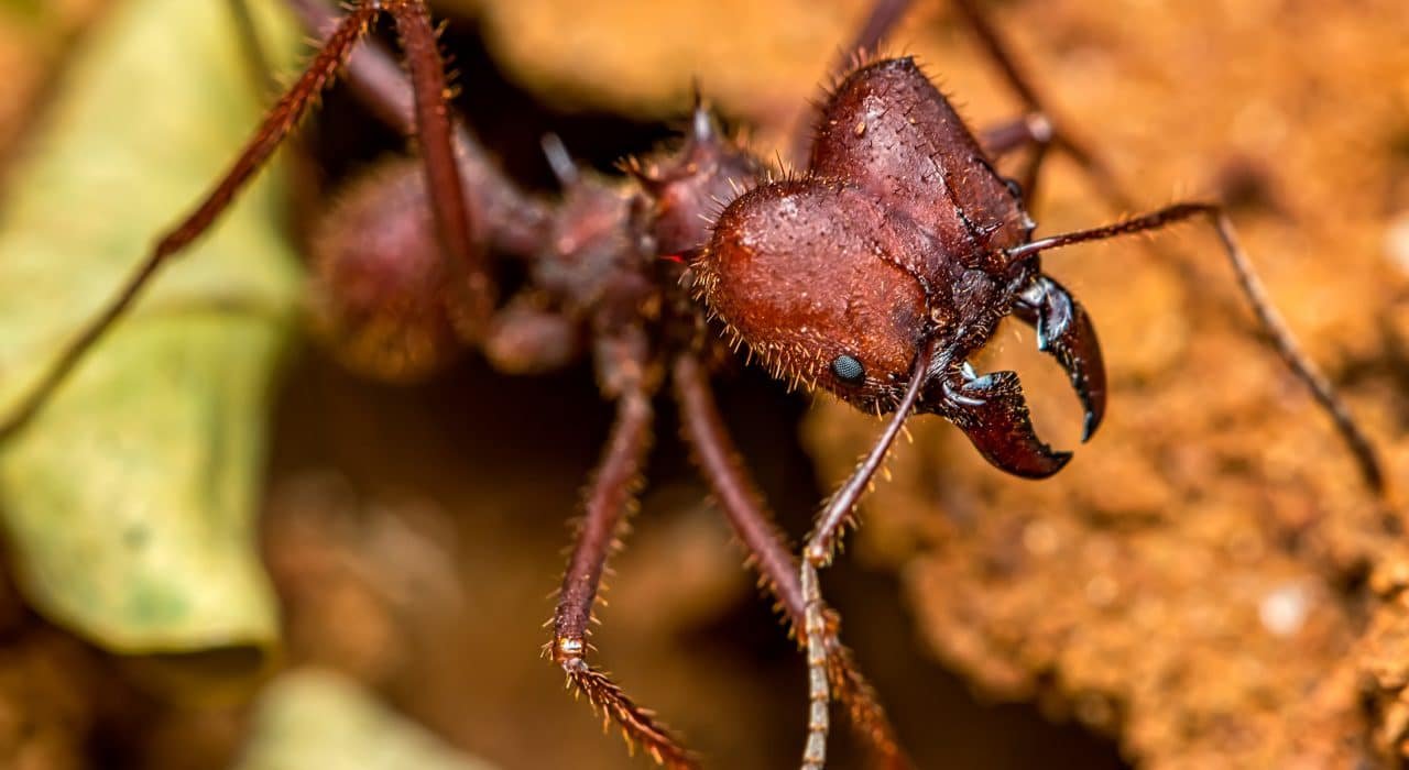 Ant Control - Presidio Pest Management