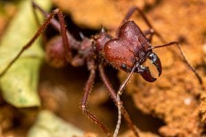 Ant Control - Presidio Pest Management