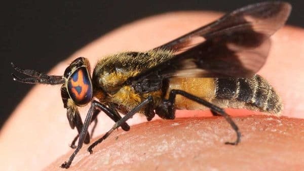 Deer Flies - Presidio Pest Management