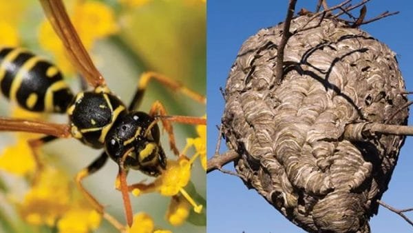 Yellow jacket extermination