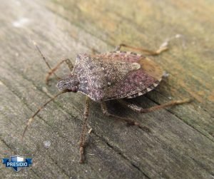 stink bugs in your home