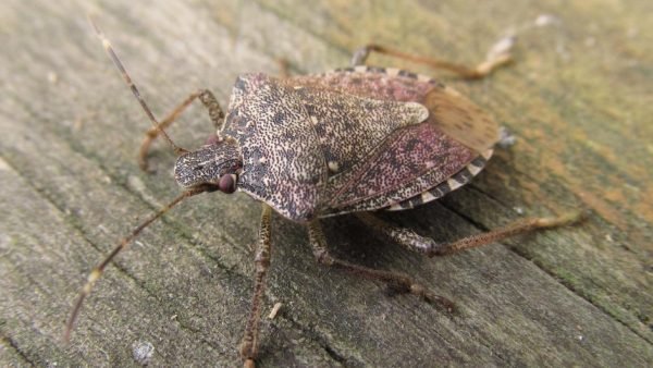 stink bugs in your home