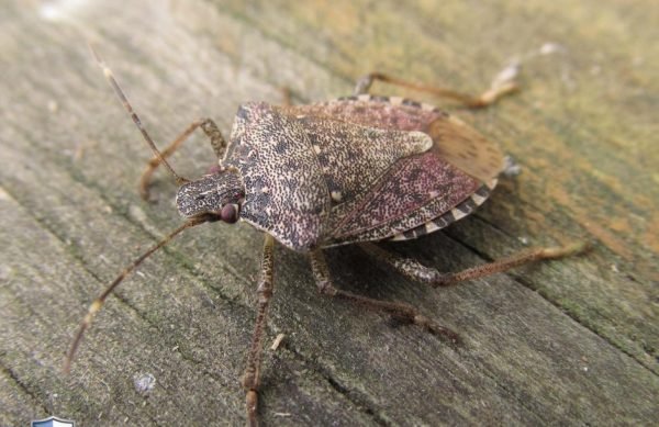stink bugs in your home