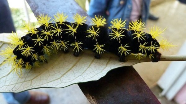 bed bug extermination