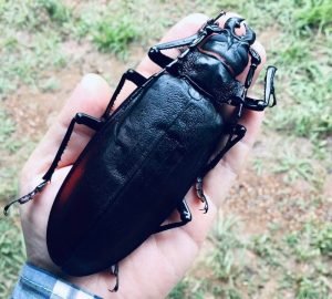 The world’s largest beetle