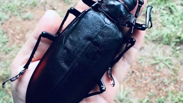 beetles and bed bug treatments