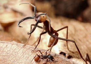 ant remediation