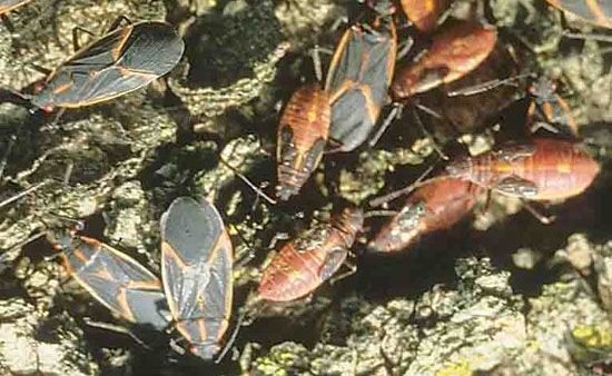 box elders infestation