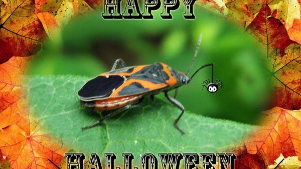 bed bug extermination