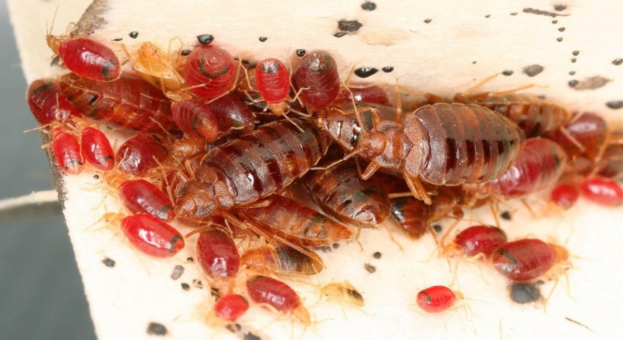 bed bugs treatments - presidio