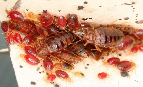 bed bugs treatments - presidio