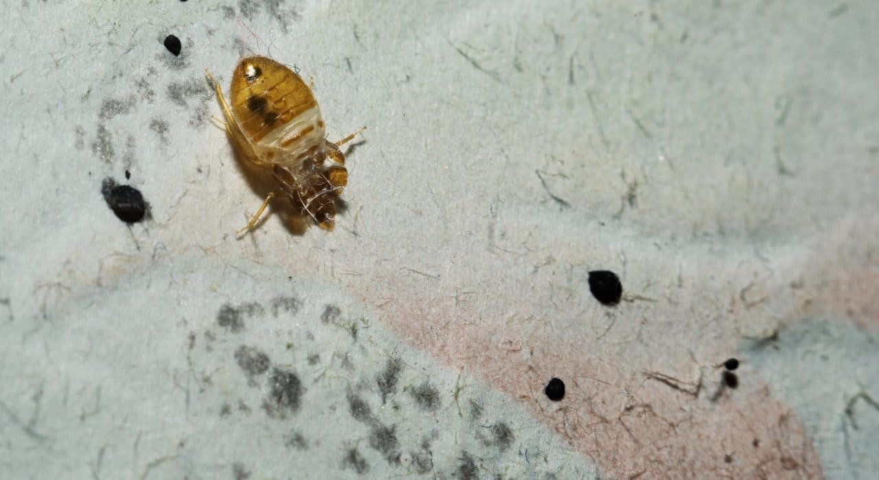 bed bugs treatment