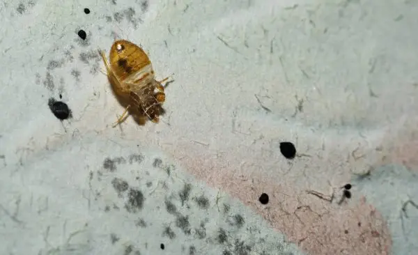 bed bugs treatment