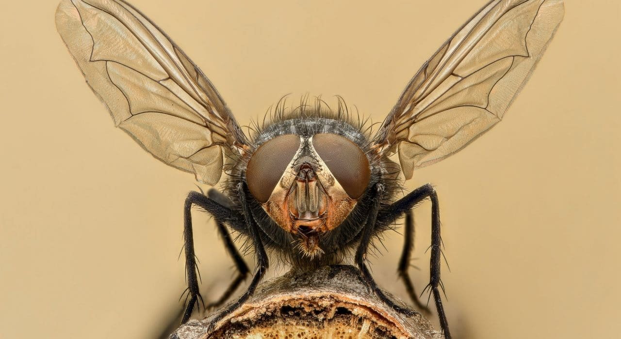 Killing bed bugs and extermination