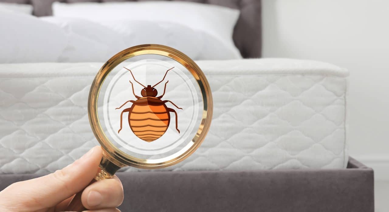 Kill bed bugs