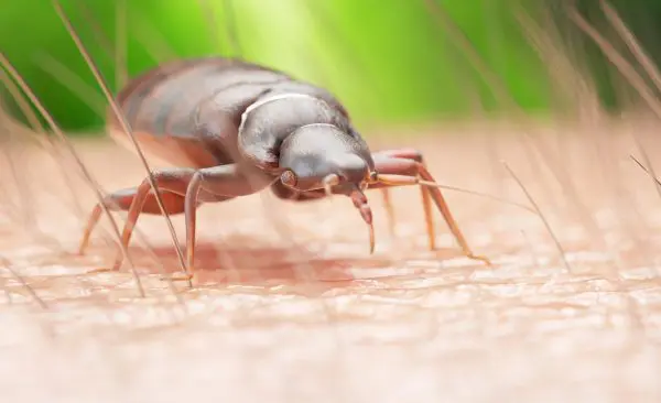 Killing bed bugs