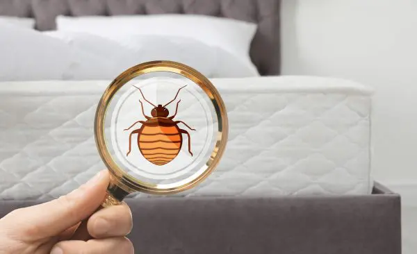 Kill bed bugs