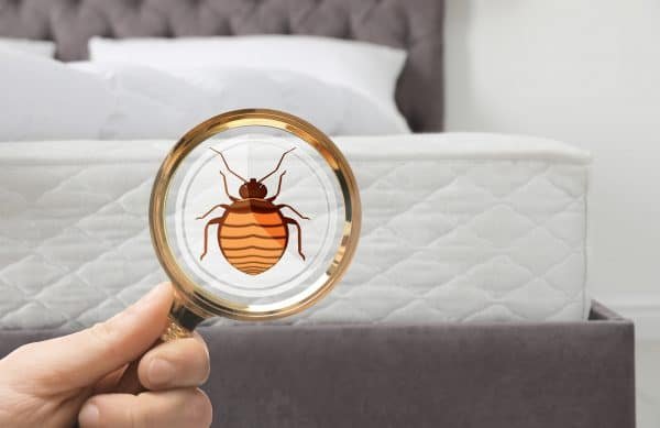 Kill bed bugs