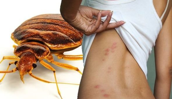 Bed bug treatments