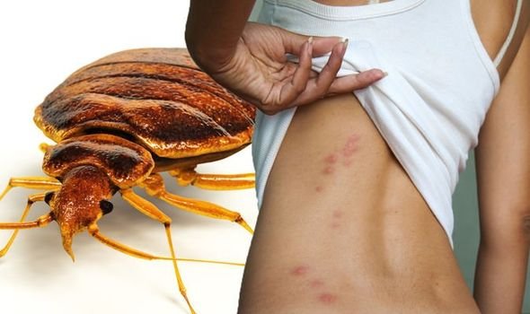 Bed bug treatments