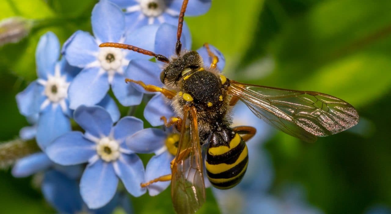 Bees and Wasp Extermination