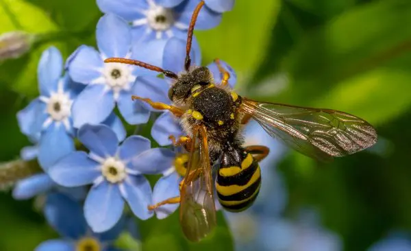 Bees and Wasp Extermination