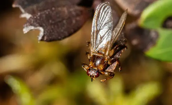 Deer Flies