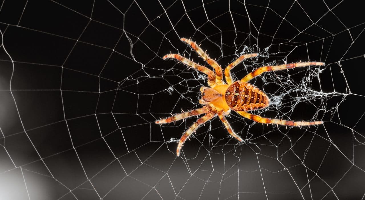 spider infestations and extermination