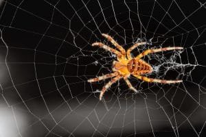 spider infestations and extermination