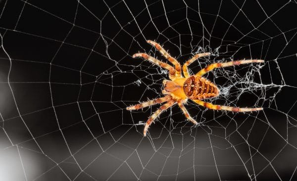 spider infestations and extermination