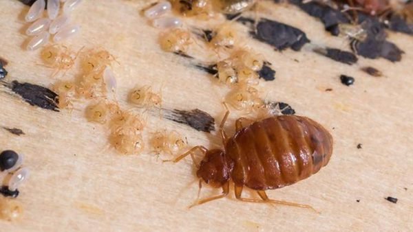 Bed Bug Infestation And Treatments