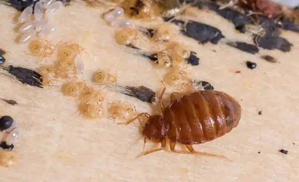 Bed Bug Infestation And Treatments