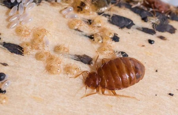 Bed Bug Infestation And Treatments